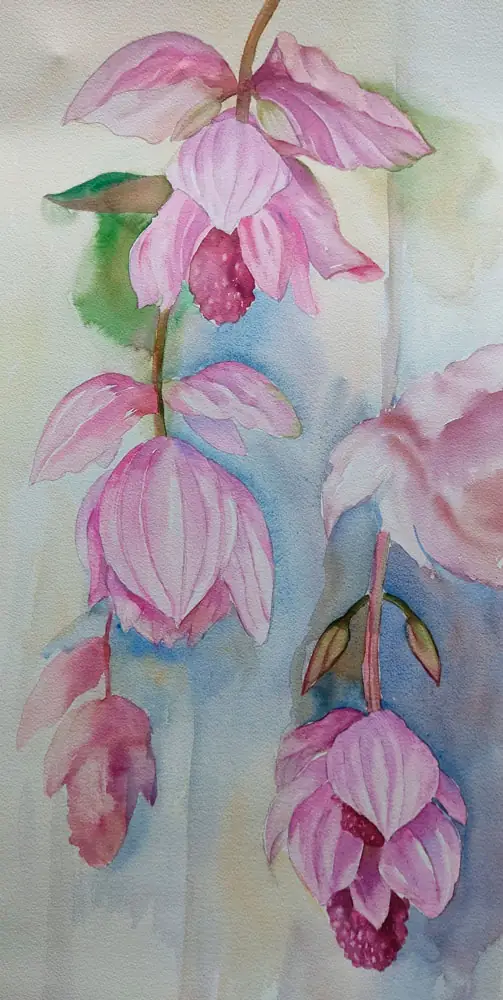 Medinilla